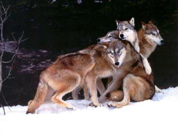 wolf-pack-1